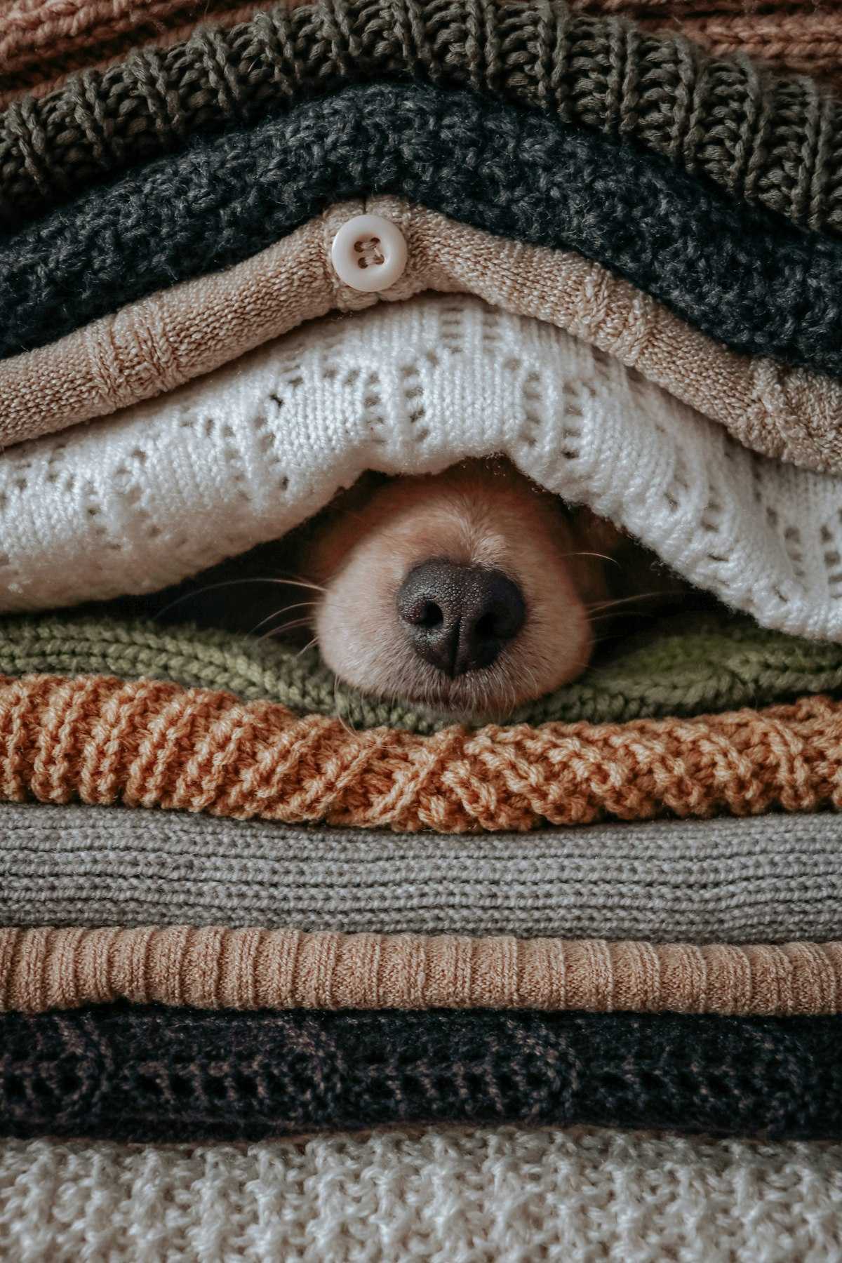 A little dog's nose peeking out from layers of cozy knitted blankets