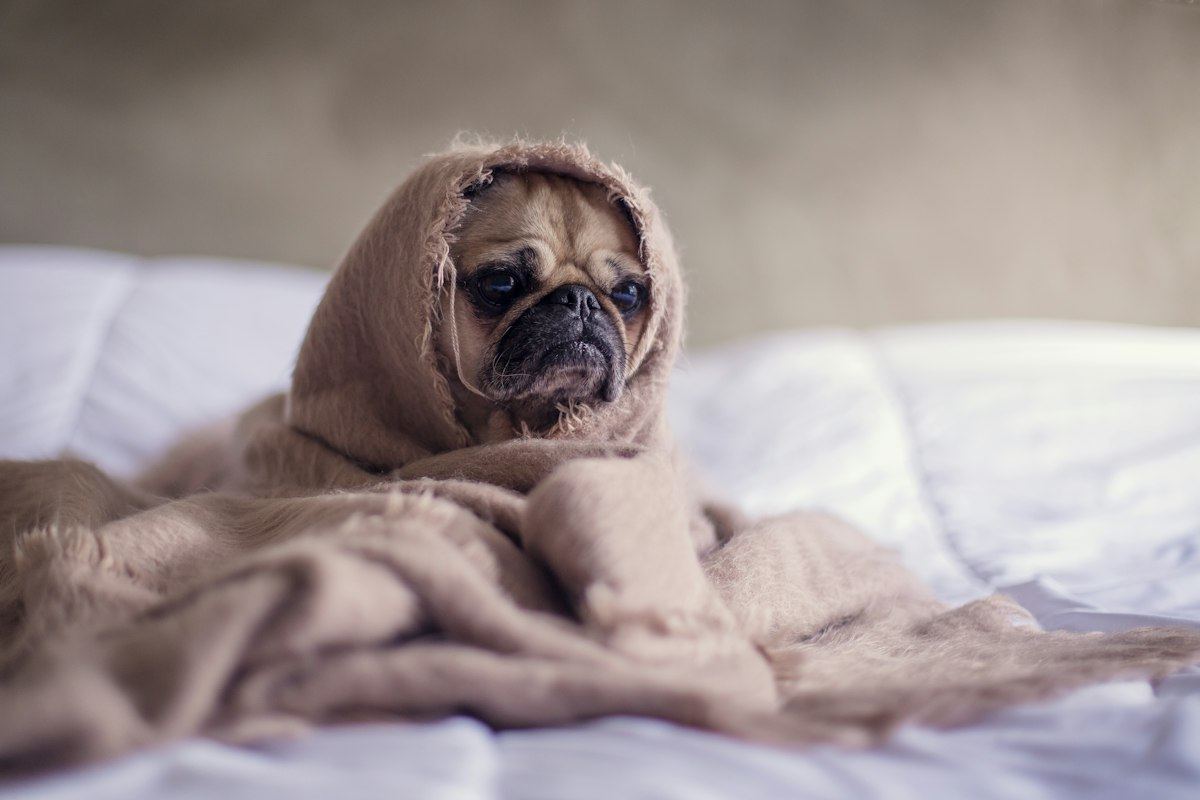 A pug peeking out from a soft beige blanket on a white bed
