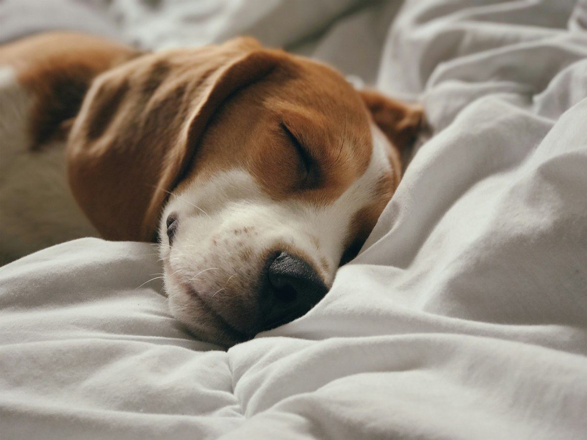 A beagle sleeping with its head resting on soft white bedding