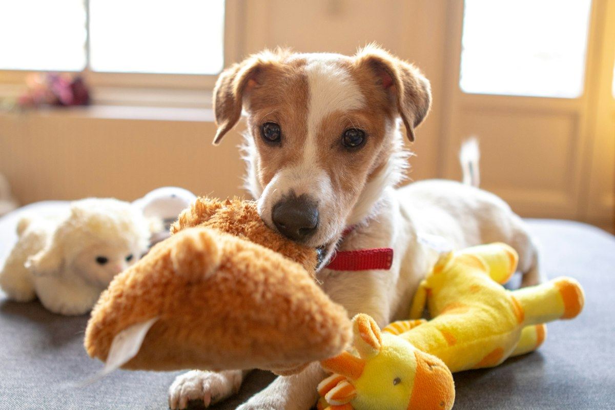 A small terrier playing with soft toys on a sofa