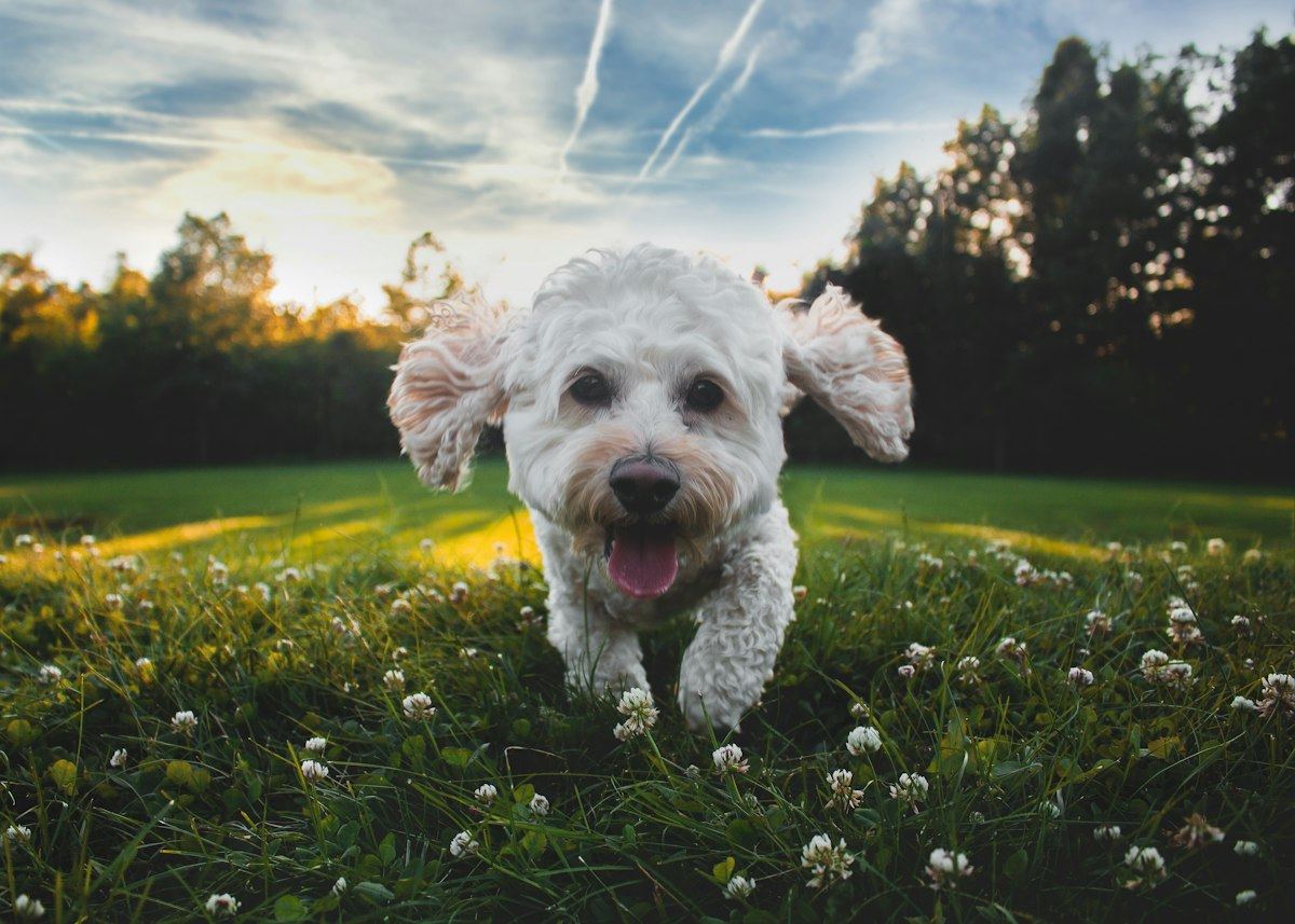 A happy white curly-haired dog running through green grass
